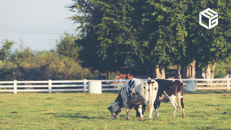 The impact of PFAS on dairy farms